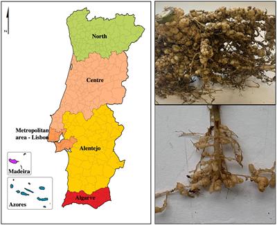 Root-knot nematode assessment: species identification, distribution, and new host records in Portugal